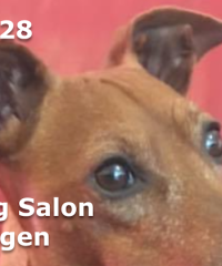 Dog Grooming – BELLO bellissimo